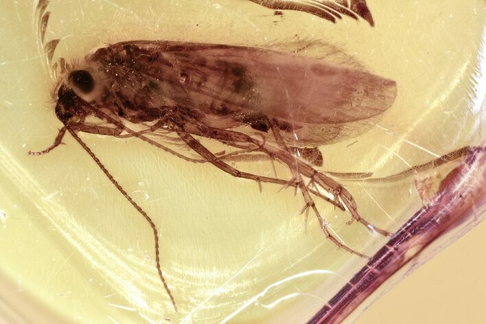 Detailed Fossil Caddisfly (Trichoptera) In Baltic Amber #346675
